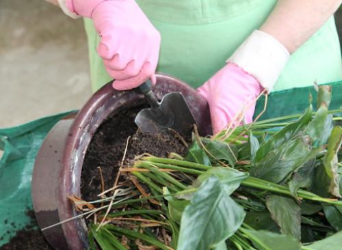 Как пересадить женское счастье. Пересадка спатифиллума: пошаговый мастер-класс с фото