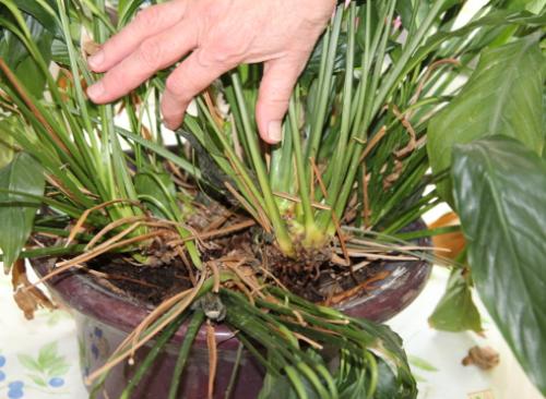 Как пересадить женское счастье. Пересадка спатифиллума: пошаговый мастер-класс с фото