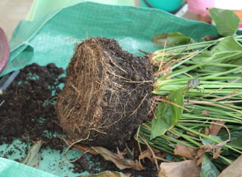 Как пересадить женское счастье. Пересадка спатифиллума: пошаговый мастер-класс с фото