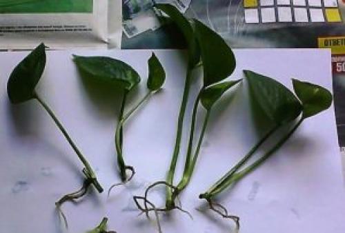 Цветок мужское счастье пересадка в домашних. Пересадка антуриума в домашних условиях: сроки, грунт, особенности ухода 11