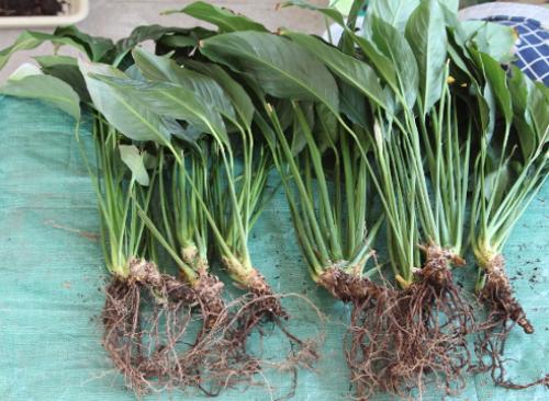 Как пересадить женское счастье. Пересадка спатифиллума: пошаговый мастер-класс с фото