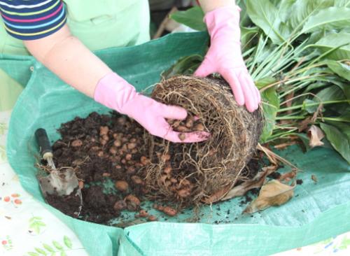 Как пересадить женское счастье. Пересадка спатифиллума: пошаговый мастер-класс с фото