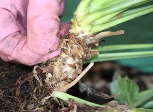 Как пересадить женское счастье. Пересадка спатифиллума: пошаговый мастер-класс с фото