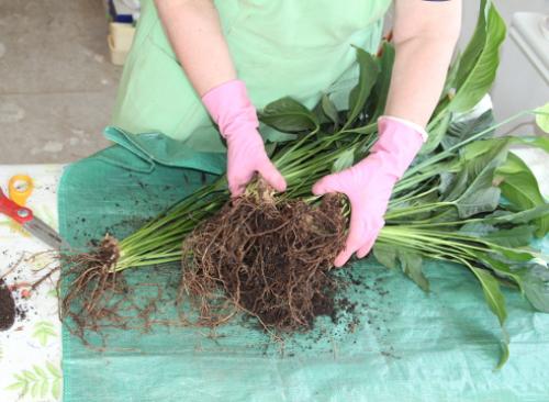 Как пересадить женское счастье. Пересадка спатифиллума: пошаговый мастер-класс с фото