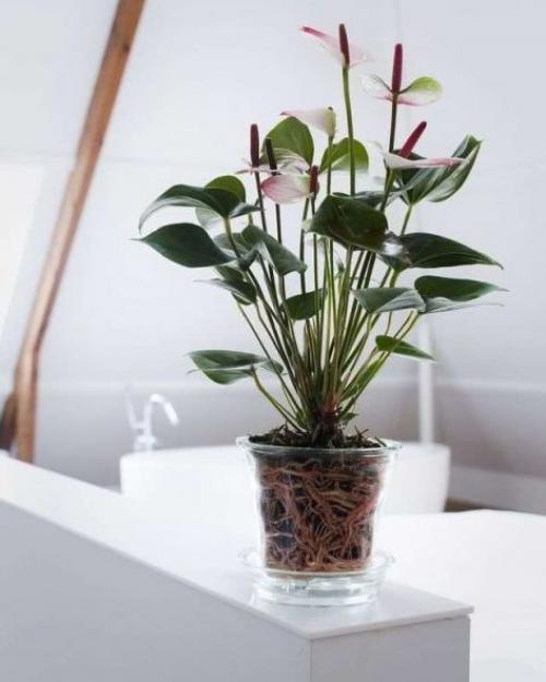 Как ухаживать за антуриумом после покупки. Пересадка антуриума после покупки