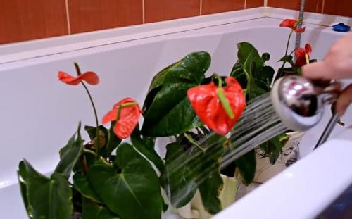 Антуриум уход в домашних условиях. Как ухаживать за антуриумом в домашних условиях после покупки