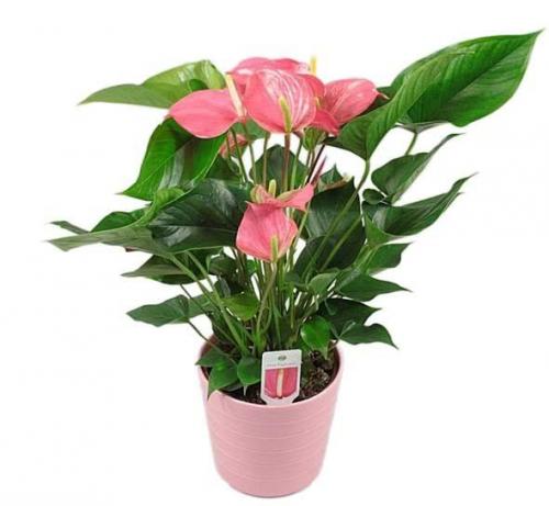 Как ухаживать за антуриумом после покупки. Пересадка антуриума после покупки