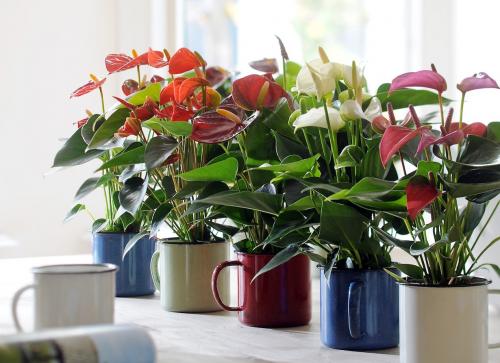 Как ухаживать за антуриумом. Уход в домашних условиях