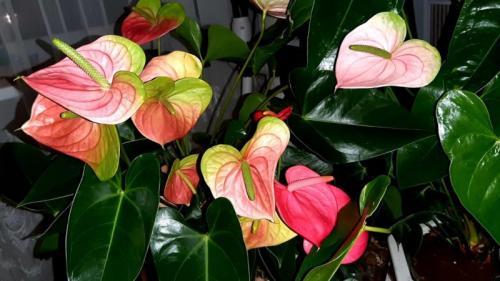 Антуриум: секреты ухода. 5 фишек по уходу за антуриумом, о которых не расскажут в магазине