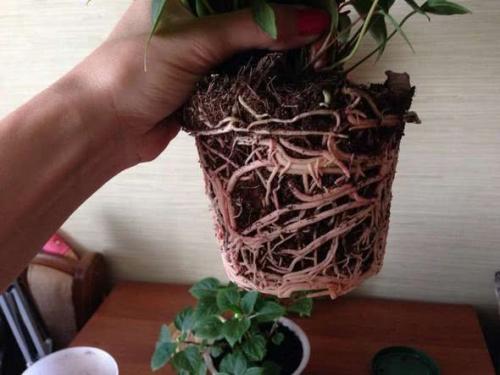 Как ухаживать за антуриумом после покупки. Пересадка антуриума после покупки