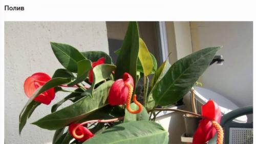 Антуриум: секреты ухода. 5 фишек по уходу за антуриумом, о которых не расскажут в магазине
