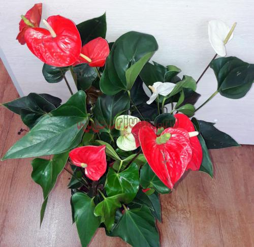 Антуриум: секреты ухода. 5 фишек по уходу за антуриумом, о которых не расскажут в магазине