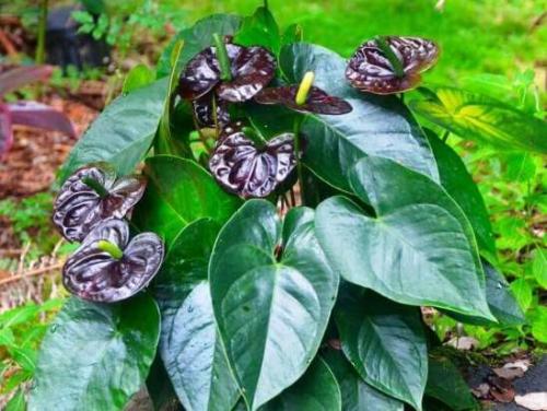 Как ухаживать за антуриумом. Уход в домашних условиях 06