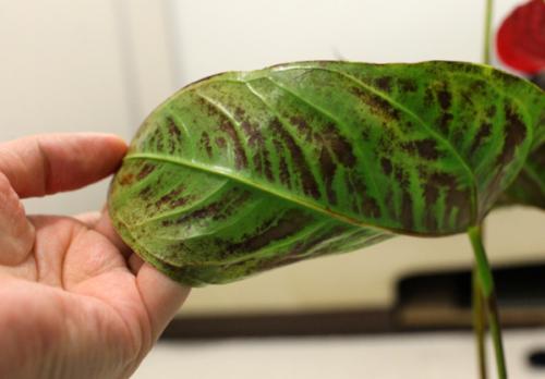 Антуриум уход и болезни. Болезни антуриума. Фото и описание, лечение листьев, цветка