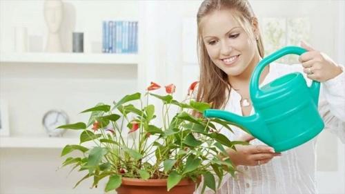 Мужское счастье цветок родина. Как ухаживать за Антуриумом в домашних условиях