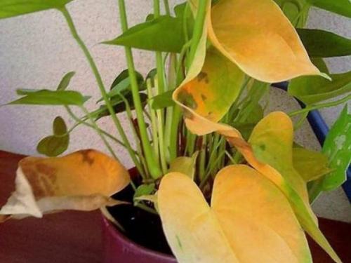 Мужское счастье цветок сохнут листья. Почему желтеют и сохнут листья у антуриума