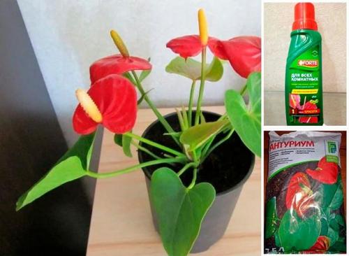 Мужское счастье цветок родина. Как ухаживать за Антуриумом в домашних условиях