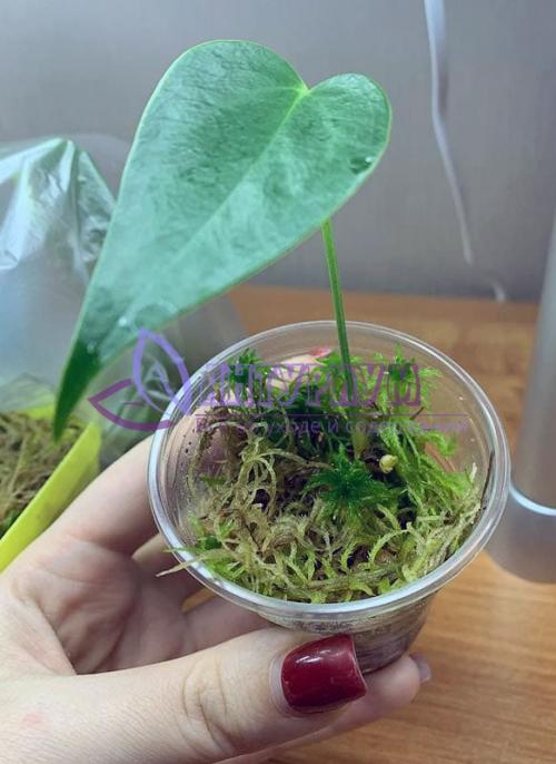 Почему антуриум не дает деток. Как нарастить корни антуриума используя различные компоненты