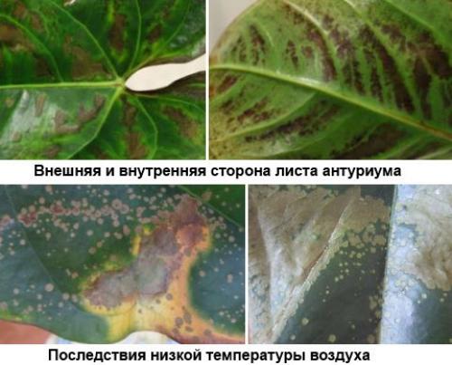 Мужское счастье цветок сохнут листья. Другие проблемы с листьями у «мужского счастья»