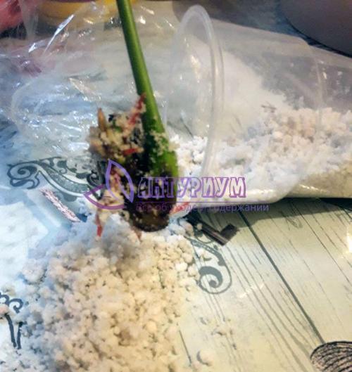 Почему антуриум не дает деток. Как нарастить корни антуриума используя различные компоненты