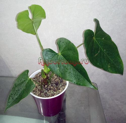 Почему антуриум не дает деток. Как нарастить корни антуриума используя различные компоненты