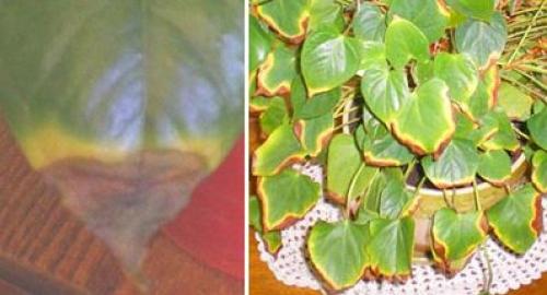 Мужское счастье цветок сохнут листья. Другие проблемы с листьями у «мужского счастья»