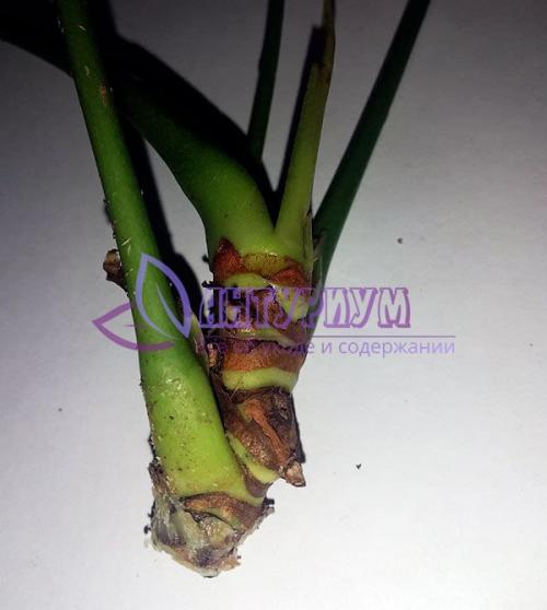 Почему антуриум не дает деток. Как нарастить корни антуриума используя различные компоненты