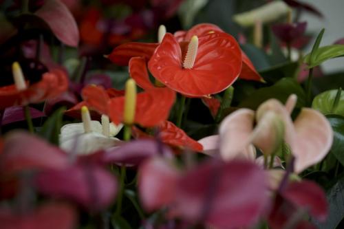 Мужское счастье цветок антуриум. Цветок Антуриум – описание 04