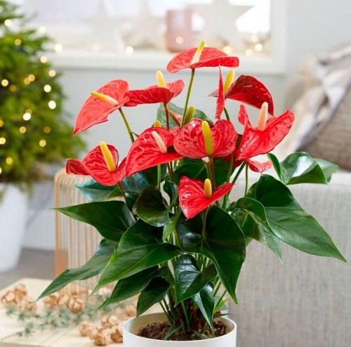 Мужское счастье цветок антуриум. Цветок Антуриум – описание