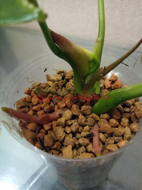 Почему антуриум не дает деток. Как нарастить корни антуриума используя различные компоненты