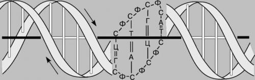 В метеоритах находят внеземную жизнь. Были ли еще подобные метеориты? 04