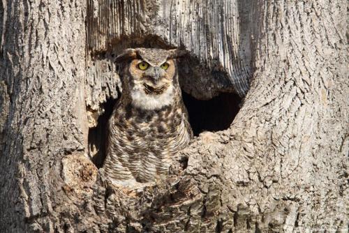 Сова зимой. Где зимуют совы