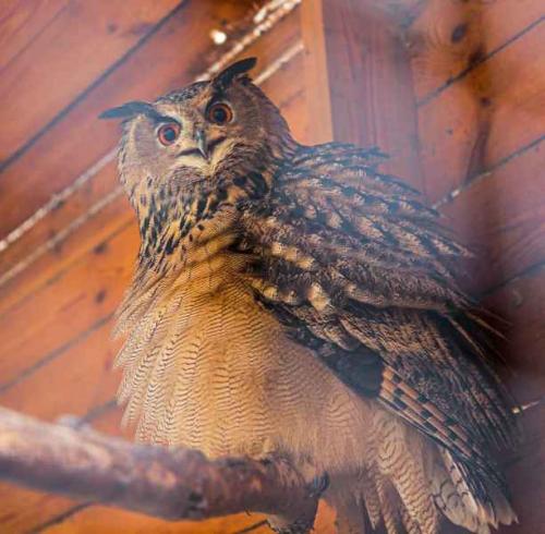 Совы спят зимой или нет. Регионы обитания сов 04 Совы спят зимой или нет. Регионы обитания сов 04