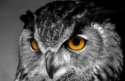 Филин зимой. Филин – красивая ночная птица