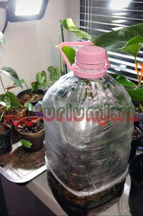 Как нарастить корни у антуриума. Наращивание корней антуриума в тепличке