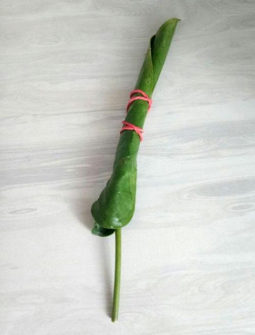 Антуриум размножение листом в воде. Укоренение листовым черенком