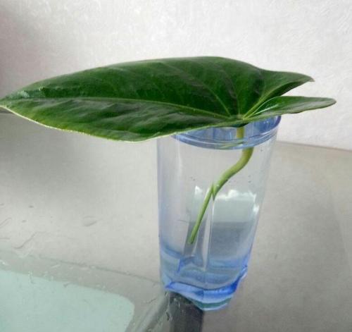 Как размножить антуриум листом. Эксперимент-размножение антуриума листом