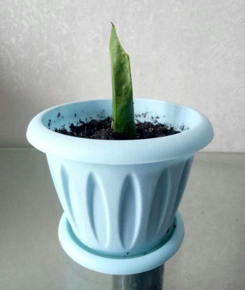 Как размножить антуриум листом. Эксперимент-размножение антуриума листом