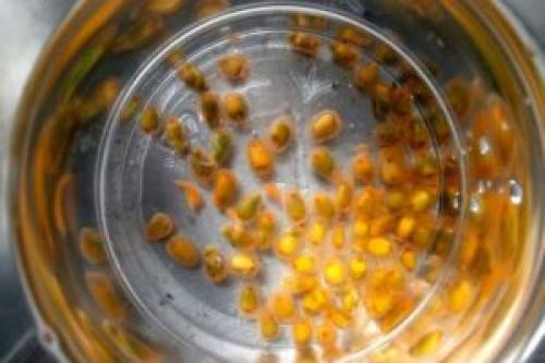 Размножение антуриума воздушными корнями. Семенами