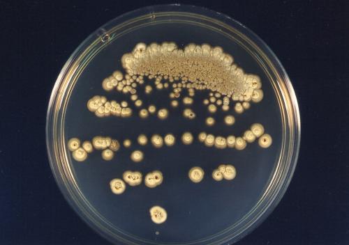 10 интересных фактов о бананах » Вестник К. 10 фактов про бананы 01