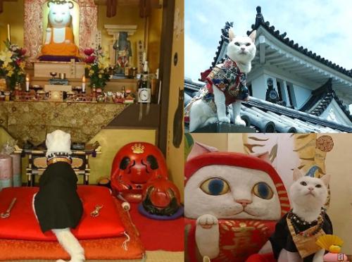 Символы удачи в японии. Что означает Манеки Неко: какой смысл заложен в фигуру