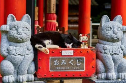 Символы удачи в японии. Что означает Манеки Неко: какой смысл заложен в фигуру