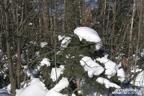 Самый маленький метеорит. Падение Сихотэ-Алинского метеорита в воспоминаниях очевидцев: как это было