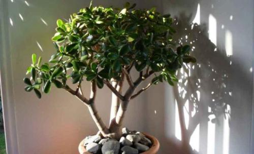 Символы счастья и благополучия по фен-шуй. Для богатства и процветания 03