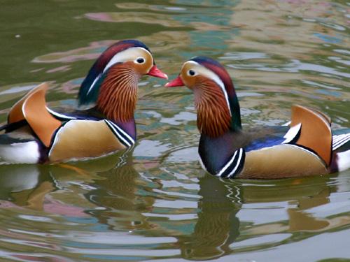 Символы счастья и благополучия по фен-шуй. Для богатства и процветания 32