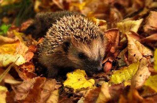 Природные явления перечислить. Примеры сезонных явлений живой и неживой природы