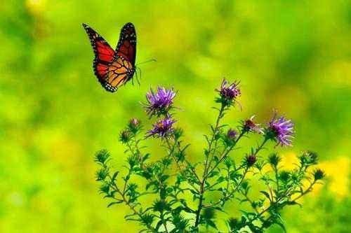 Природные явления перечислить. Примеры сезонных явлений живой и неживой природы