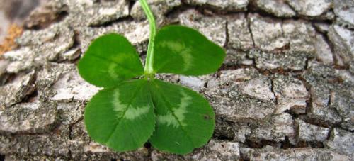 Что приносит удачу. Символы, приносящие удачу