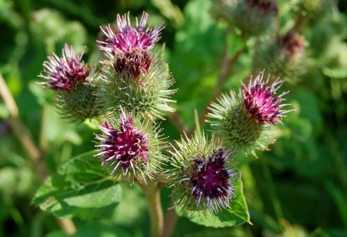 Символы удачи и везения. За помощью к природе: растения и животные символы счастья