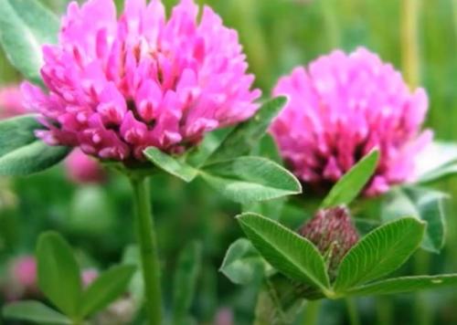 Картинки для привлечения денег и удачи на телефон. Какую заставку поставить на телефон для привлечения удачи и денег